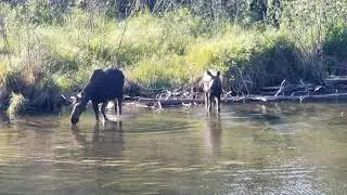 Watching Moose at Moskey Basin, Isle Royale