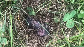 Field Mouse Nest