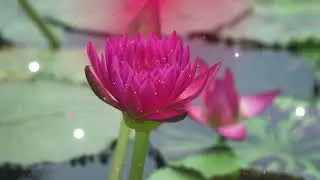 I'M GRATEFUL FOR MY OPTIMISM 15 Minutes Morning Gratitude Zen Meditation Music