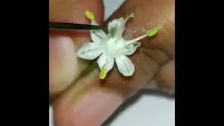 Floral description of Allium cepa