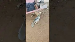 Baby dog#cute puppy barking#4kviral#shorts #trending #viral #reels #shortvideo #love #cutedog #cute