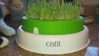 Catit Grass system 💚