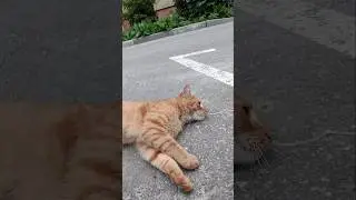 рыжая бестия КОТаСОВка CatOwl
