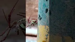 rare spider species