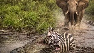 Serengeti: Crocodile Attacks on Zebras | Wildlife 2026
