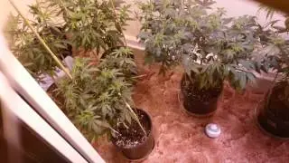 day 4 of flower