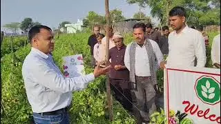 TRS SEEDS tomato 🍅 akshay 🍅