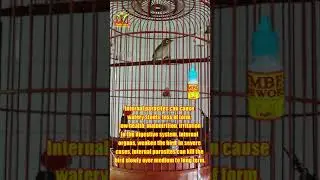 Puteh Dagger Lava Direct in drinking water plus  Life Force Lava Direct combo potion 26062021