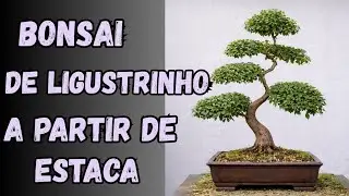 Bonsai de ligustrinho a partir de uma estaquinha!