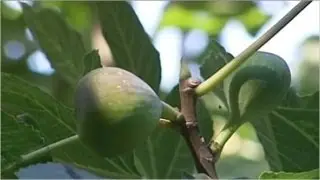 مئات الفلسطينيين يحيون مهرجان التين السنوي بقرية تل بنابلس