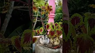 Rainey Day ⛈️☂️⛱️☔🌂❤️🌿💭  #shorts #trending #art #Craft #DIY #tayebaartandcraft #nature