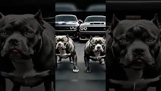 Cars and animals🔥🔥😈😎