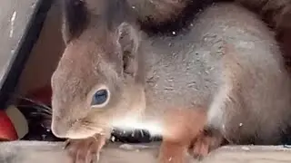 Утро в лесу☃️❄🌲 Жених🐿❤🍫 и Дракоша🐿❤ пришли на завтрак😋🌰 #белочка #белки #squirrel 