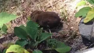 Mountain Beaver of the Pacific Northwest