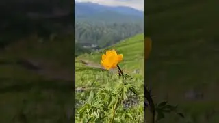 #relaxing #flower #mountains #горы#цветы #кыргызстан