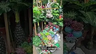 Wholesale Artificial Flowers #shorts #shortvideo #shortsvideo