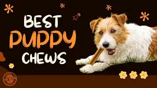 Best & Worst Chews for Teething Puppies: What to Give and What to Avoid