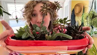 How to Grow Healthy Succulent Planters Year Round