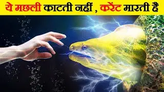 Electric Shock देने वाली मछलियां | Deadliest Electric Fish Species
