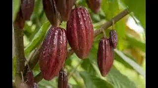 The Carbon Negative Chocolate Revolution mOrganic with Mondelēz