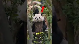 Малыши панды просто очаровательны 🐼💚