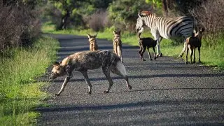 Mkhuze Game Reserve, December 2025