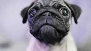 The Power of Love and Care Inspiring Stories of Pug Rehabilitation