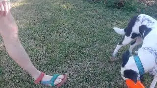 Panda is the Best Trick Dog in the World