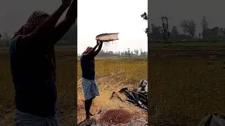 Winnowing after Threshing #shorts