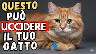 Se hai un gatto che vive in casa, gli esperti avvertono di NON fare mai questa cosa!