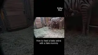 Baby zebra gets fed by a fake mommy #shorts