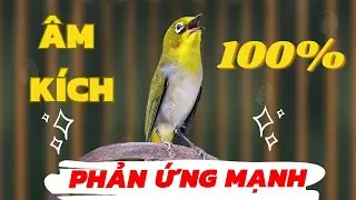 Khuyên líu kích bổi | Kích lửa vành khuyên líu đấu | Luyện giọng khuyên líu đấu căng lửa