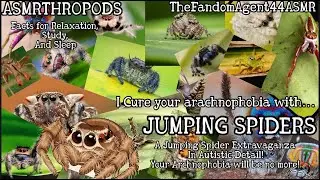 Bug ASMR: A Jumping Spider Extravaganza