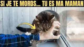 Si ton chat fait &Ccedil;A, il te consid&egrave;re comme sa M&Egrave;RE ! (Attention au signe n&deg;6 sur le ventre)