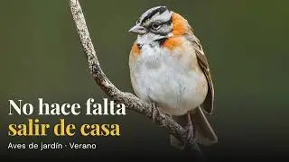 Las aves que visitan mi jardín en verano