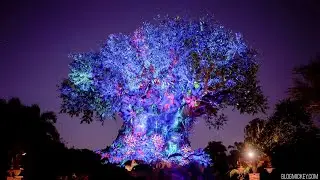 Tree of Life Awakenings - Journey [4K 2022]