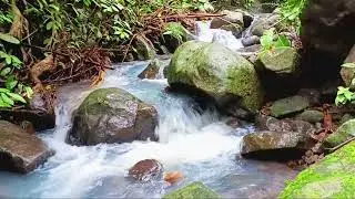 Calming Flow of Moss-Covered Jungle River with Peaceful Water Sounds for Meditation & Restful Sleep