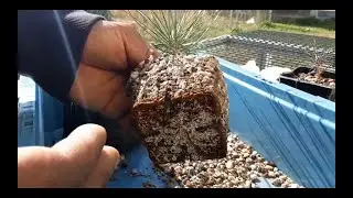 Growing Japanese Black Pine From Seed for Bonsai part 7 Feb' 2021 repotting/wiring up 2yr olds