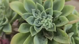 Succulent has fungal disease😭 곰팡이병? 깍지똥? #유미유미TV #다육이 #Korean succulents #plants #다육이곰팡이병 