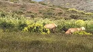 Tule Elk sighting @ Point Reyes National Seashore #roadtrip #funwithfamily #nationalpark #elk
