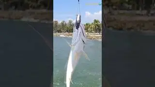 Azheekkal fishing #daiwa#beachfishing#shortsfeed