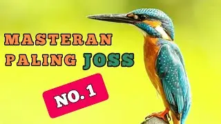 Masteran suara burung TENGKEK UDANG / CEKAKAK SUNGAI