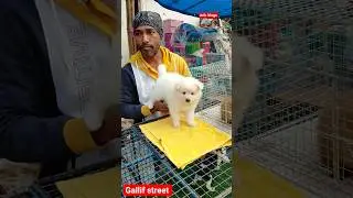 Kolkata dog market | gallife Street pet market | Bird market in Kolkata