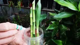 垃圾堆捡回来的富贵竹，经过这几步处理后，成活不难！