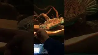aquarium fish | fish tank setup ideas | #shorts #shortvideo #ytshorts #youtubeshorts