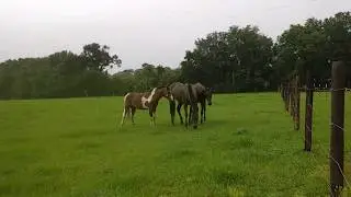 Charles D. Hall DOJ CI & Astrid Hall Use Cam To Disrupt Feeding Time, May 30, 2018