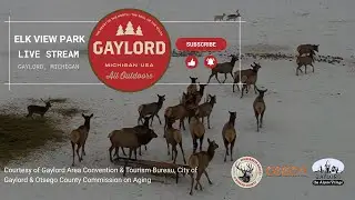 Elk Cam in Gaylord, MI #LiveFeed