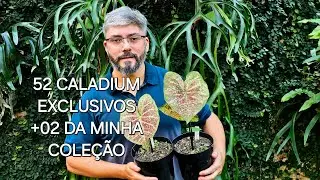 52 CALADIUM EXCLUSIVOS +02 DE MINHA COLEÇÃO DISPONÍVEIS! 🌸🤲🤗🥰✨️✨️✨️ WhatsApp 3298563551