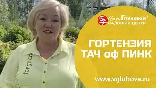 Низкорослый сорт гортензии ТАЧ ОФ ПИНК