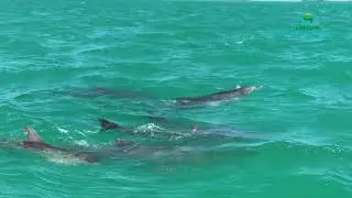 Gu&iacute;a de Peces del Caribe Mexicano | Guide to Caribbean Reef Life